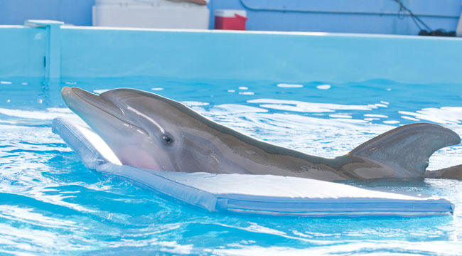 L'incredibile storia di Winter il delfino