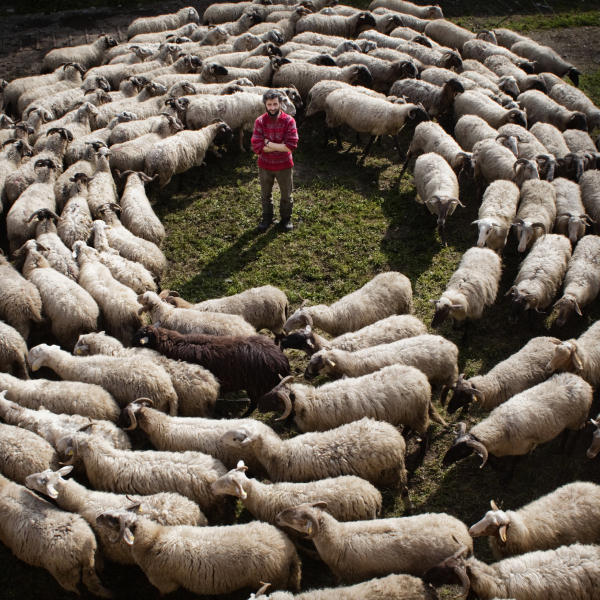 La pecora nera