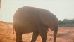 Damon Albarn - Mr Tembo