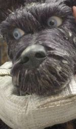 L'Isola dei cani Clip italiana
