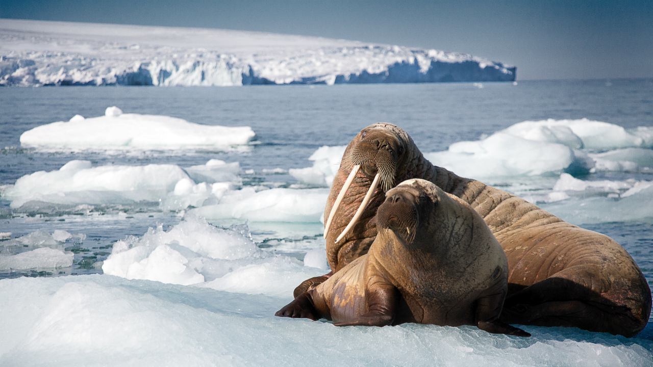 Blue Planet II, in Ultra HD 4K e Blu-ray la seconda stagione dei documentari BBC