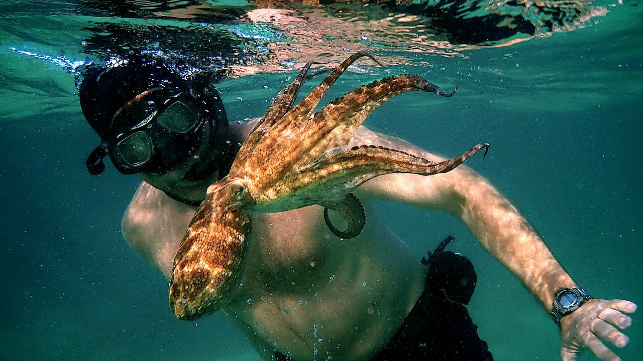 Uomini e polpi: Il mio amico in fondo al mare è il documentario Netflix da non perdere