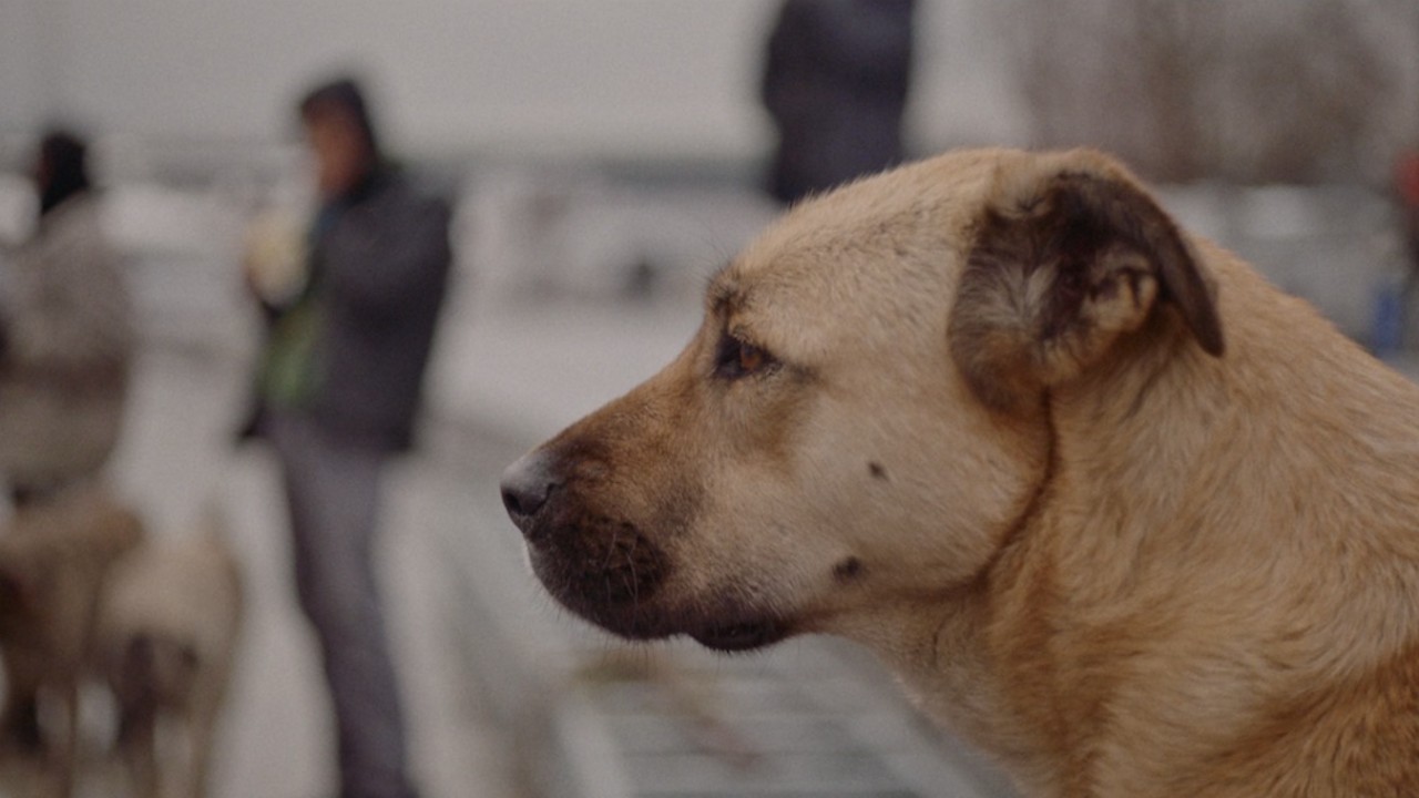 Stray: la vita di tre cani randagi a Istanbul nel poetico trailer del documentario pluripremiato