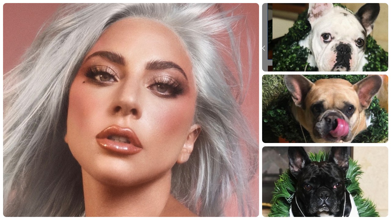 Lady Gaga: due dei suoi bulldog francesi rapiti e il dog sitter ferito