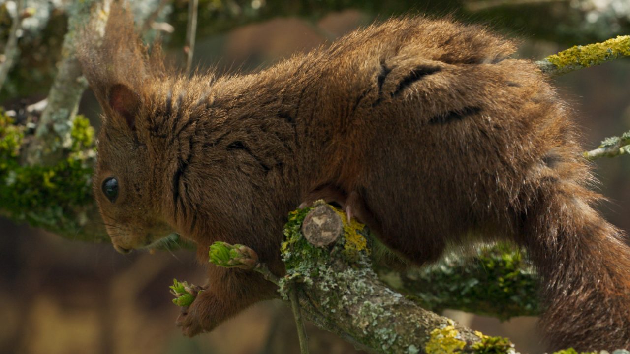 La quercia e i suoi abitanti la recensione dello spettacolare