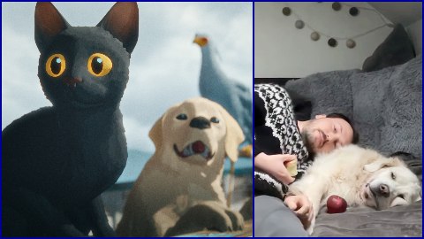 Flow candidato a due Oscar: il regista segue le nomination col suo cane, il video