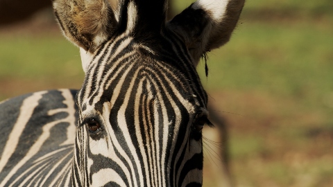 L'Ultimo Spettacolo: un cavallo bianco liberato da un circo torna in salute in una clip in anteprima esclusiva del film