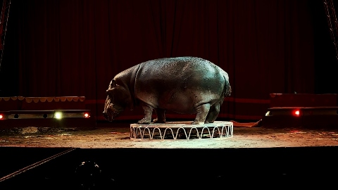 L'Ultimo Spettacolo: la liberazione degli animali del circo Martin in un doc targato LAV. Parla il regista Andrea Morabito