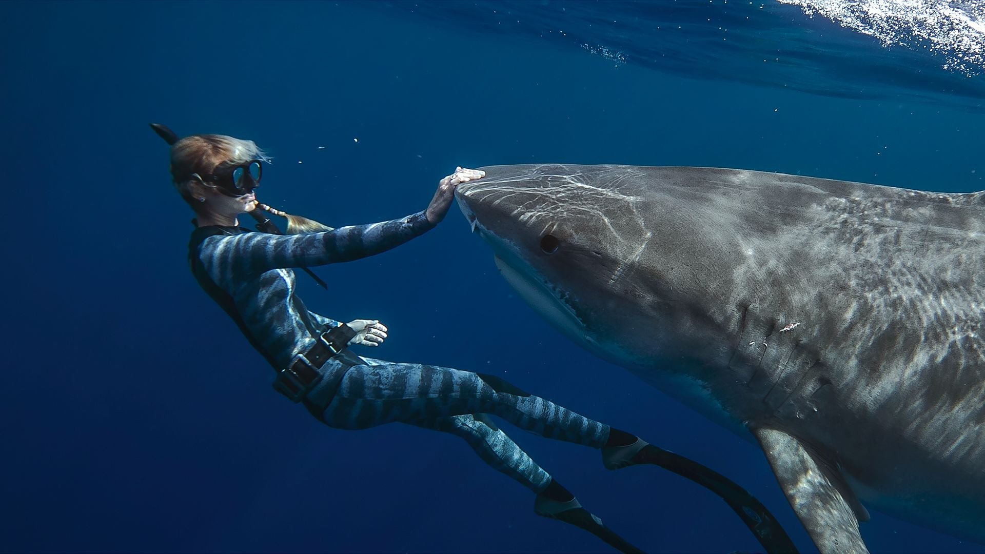 shark whisperer nuotando con gli squali il trailer del documentario in arrivo su netflix