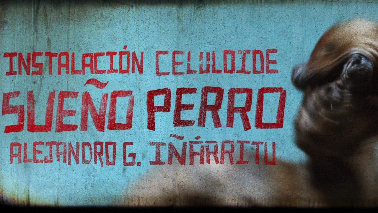 sue241o perro a film installation by alejandro g i241225rritu una mostra per i 25 anni di amores perros con immagini inedite