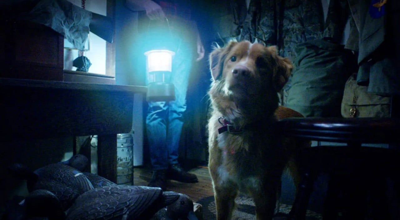 good boy l atteso horror dal punto di vista di un cane apre alice nella citt224