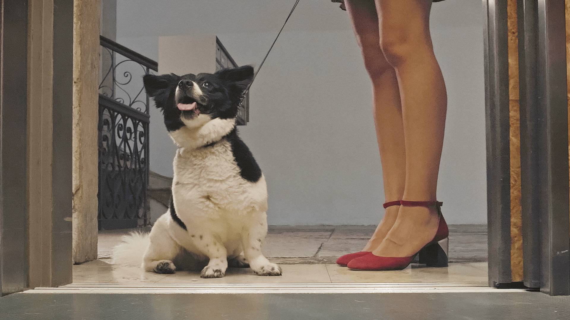 amore cane il corto weshort da vedere su comingsoonit