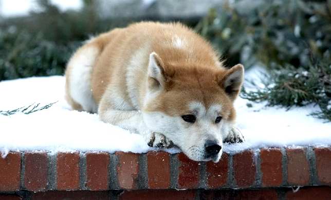 FILM HACHIKO IL TUO MIGLIORE AMICO SCARICA