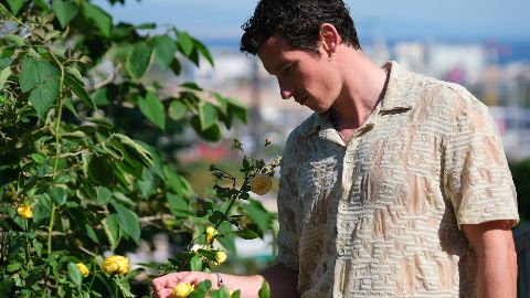 Rosebush Pruning, provocazioni un tanto al chilo: la recensione del film con Callum Turner, Elle Fanning e Pamela Anderson