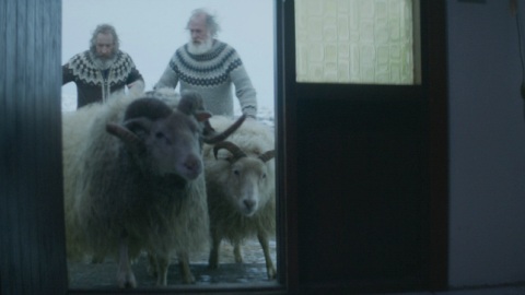 Rams - Storia di due fratelli e otto pecore - la recensione del film islandese premiato a Cannes