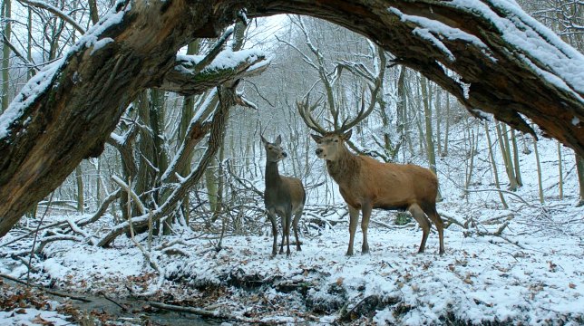 Corpo e anima: recensione del film vincitore dell'Orso d'Oro al Festival di Berlino 2017