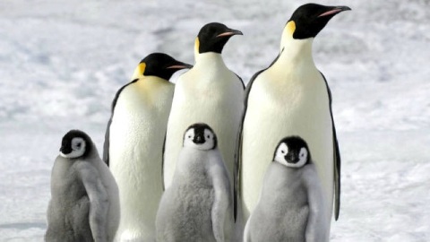 La marcia dei pinguini - il richiamo arriva al cinema raccontato in italiano da Pif: video esclusivo