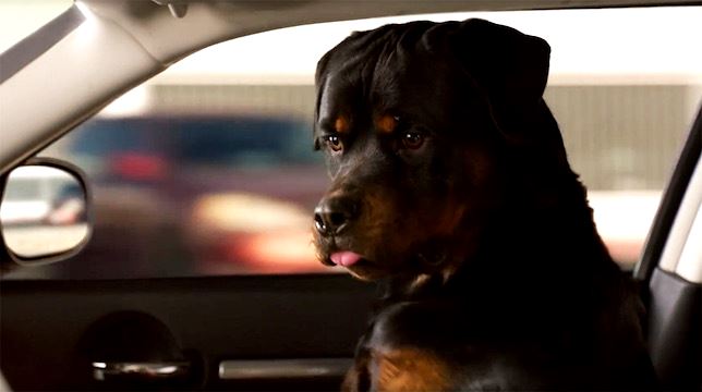 I cani di Show Dogs dal 10 maggio in sala: cosa ha in comune con gli Avengers? Rispondono Giampaolo Morelli e Giulio Berruti