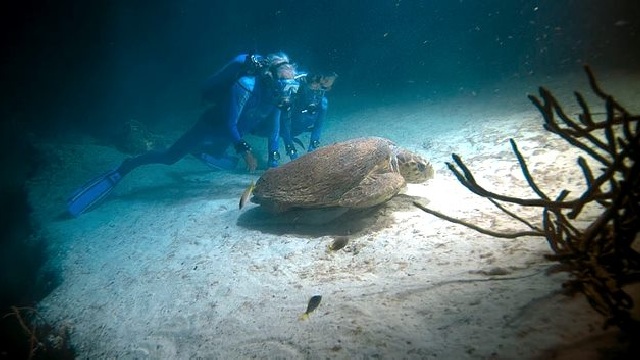 Le meraviglie del mare: in esclusiva i primi minuti del film raccontato da Arnold Schwarzenegger