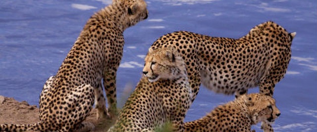 African Cats, la recensione del documentario Disney
