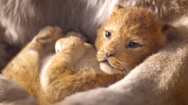 Il Re Leone: ecco il primo teaser trailer italiano del remake Disney