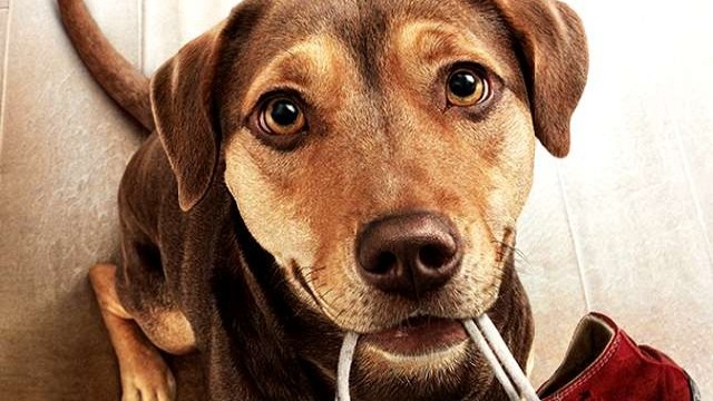 Un viaggio a quattro zampe: il trailer italiano del film sull'epico viaggio di un cane