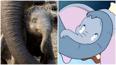 Dumbo: la videorecensione del film e una domanda per voi