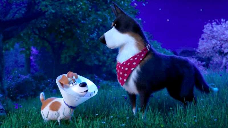 Pets 2, la recensione del sequel animato a quattro zampe