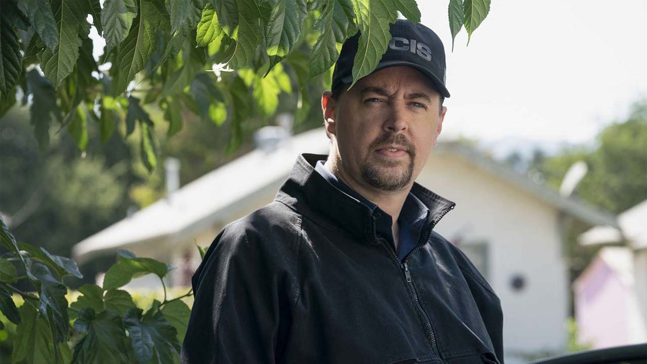 ncis voci sul possibile addio di sean murray dopo 23 stagioni la replica dell attore 232 criptica