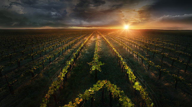 Star Trek: Picard, il primo teaser trailer della serie tv di Amazon Prime Video