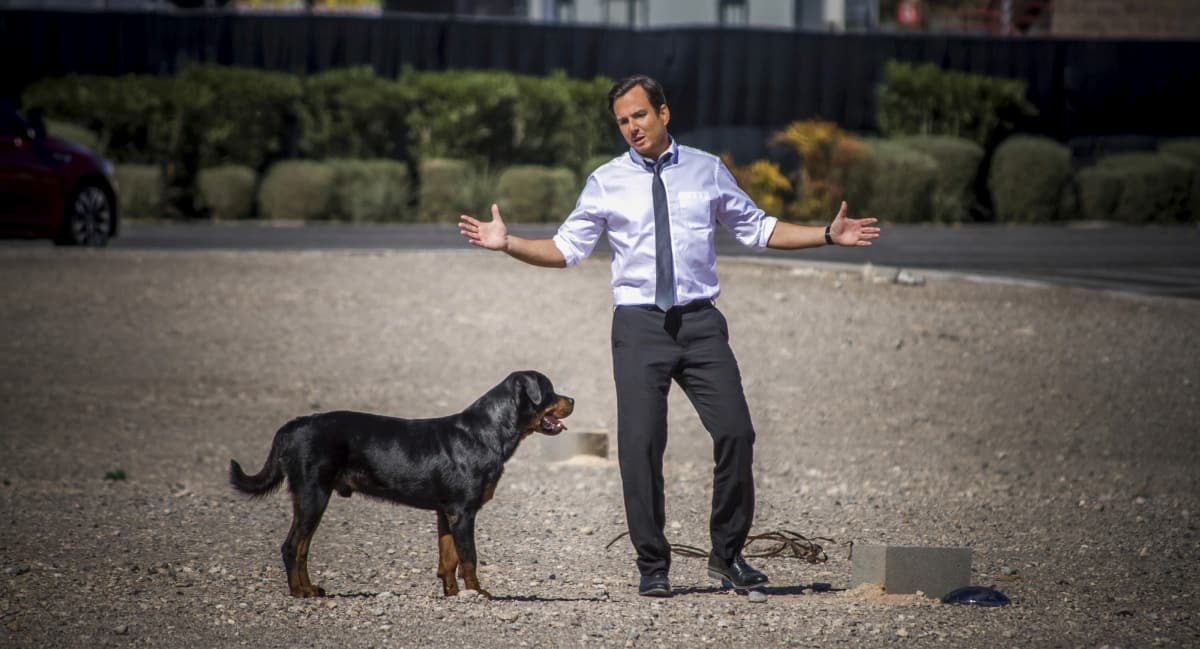 Show Dogs