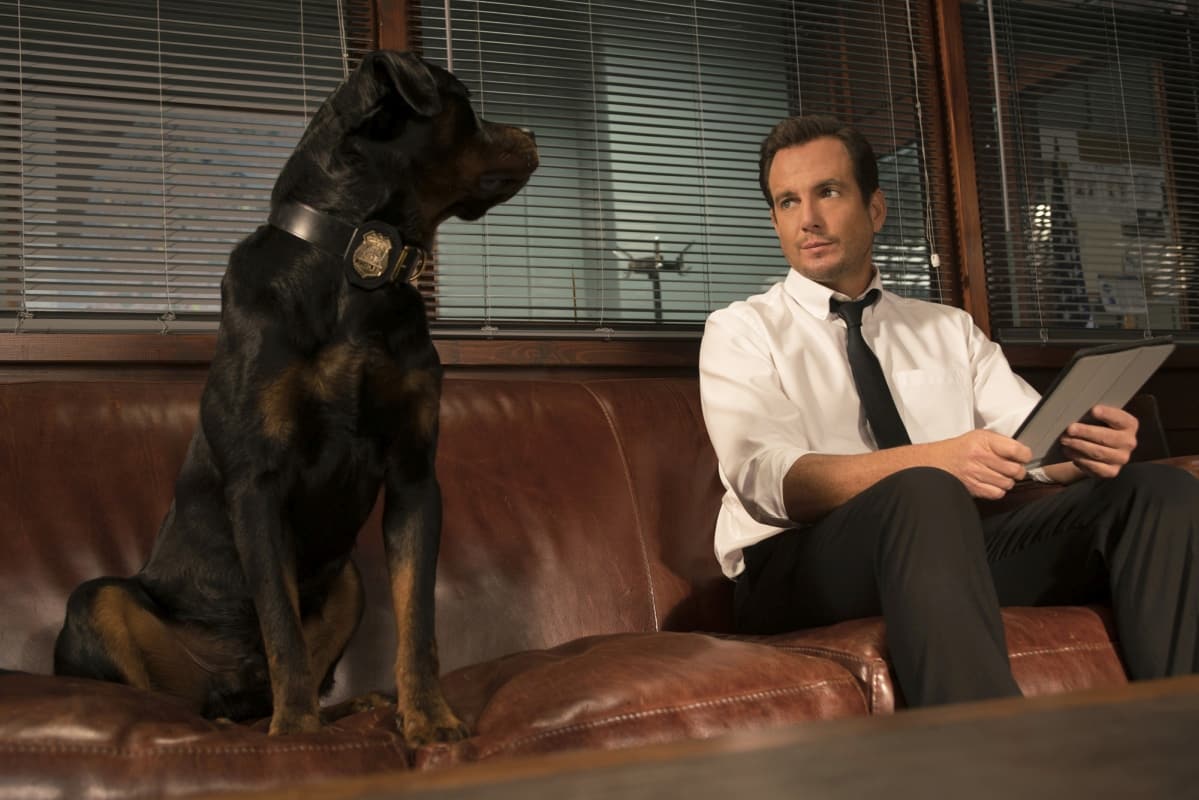 Show Dogs
