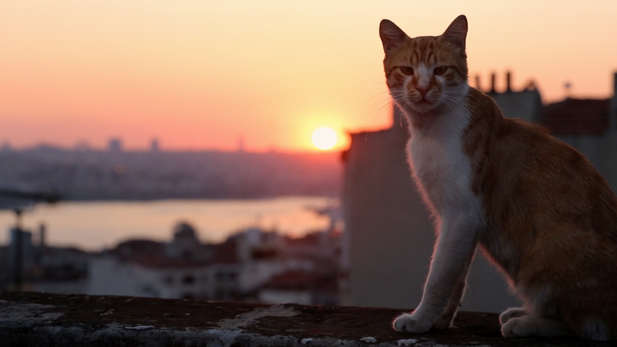 Kedi. La città dei gatti