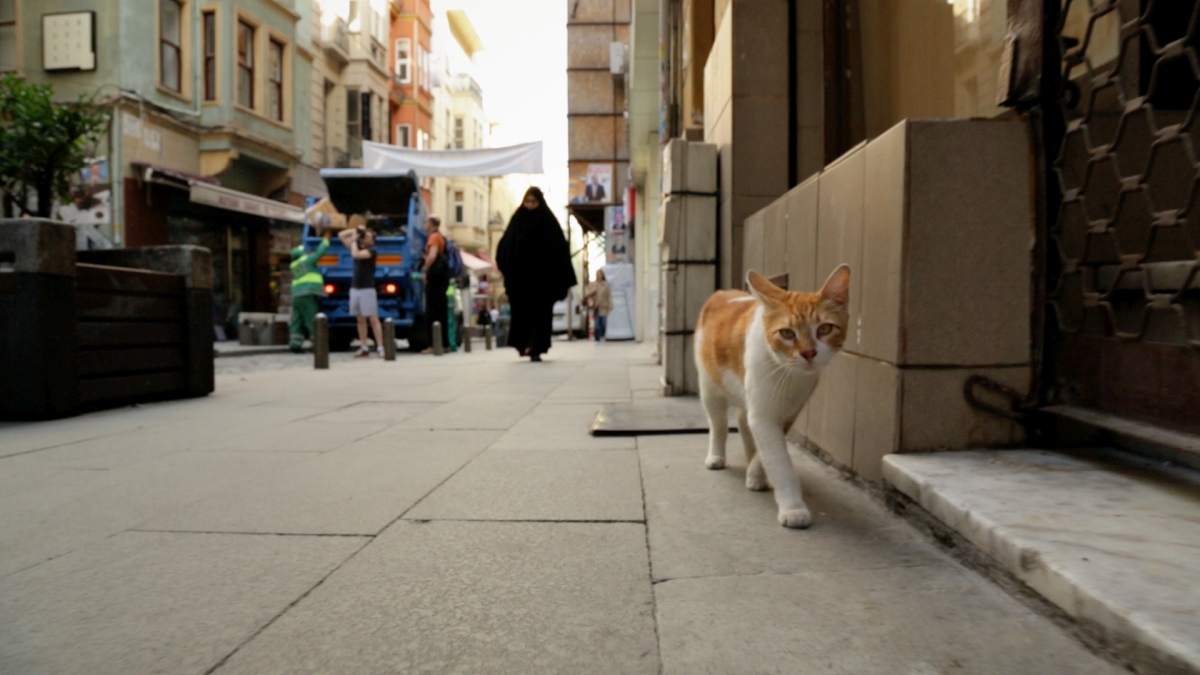 Kedi. La città dei gatti