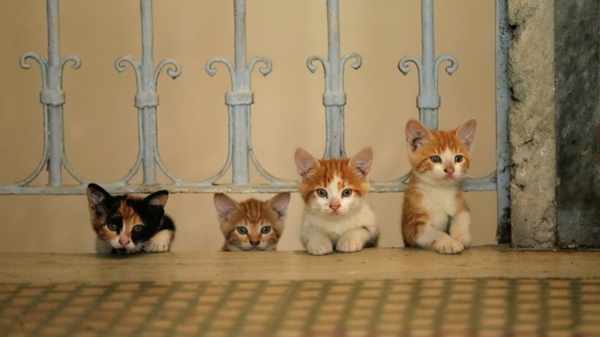 Kedi. La città dei gatti