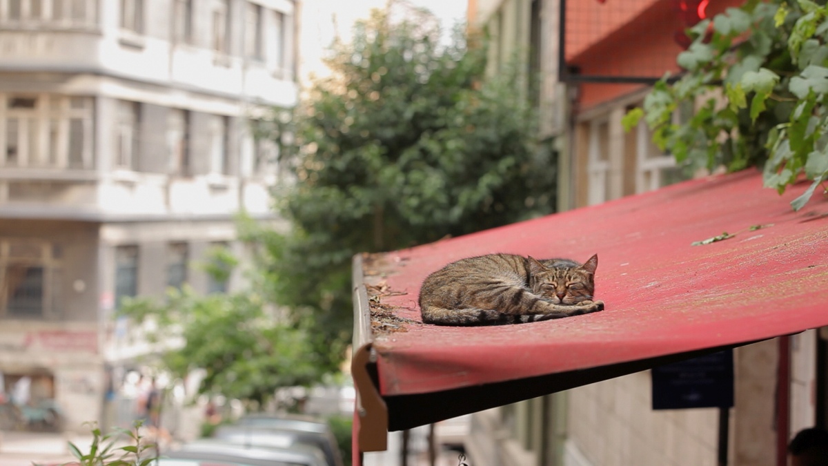 Kedi. La città dei gatti
