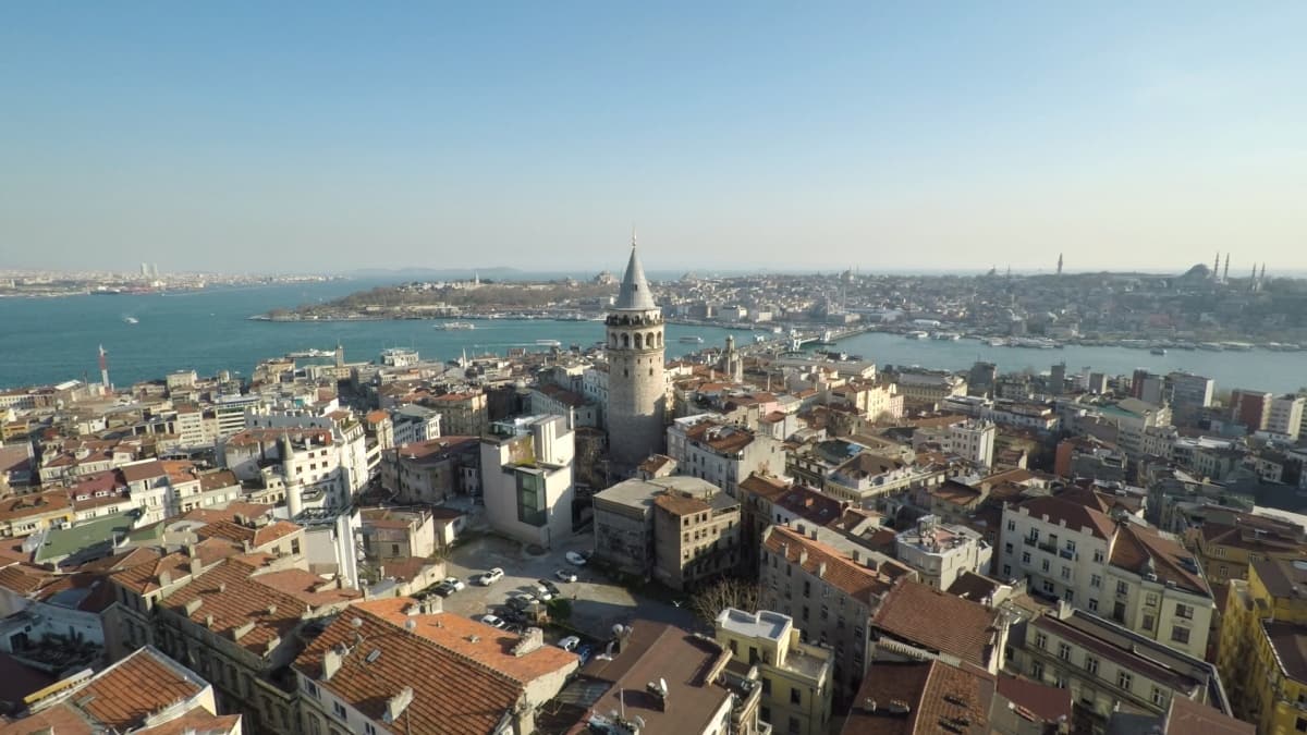 Kedi. La città dei gatti