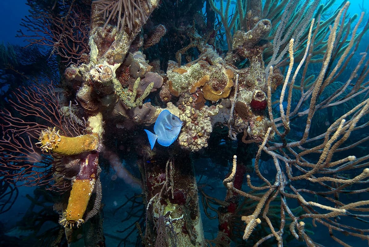 Le meraviglie del mare