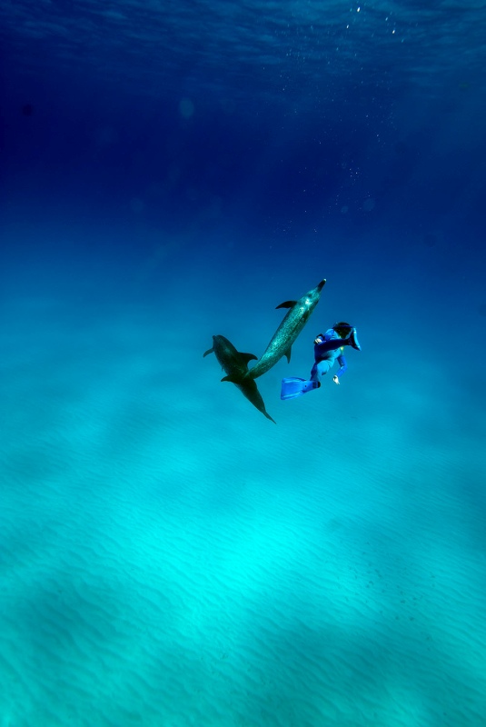 Le meraviglie del mare