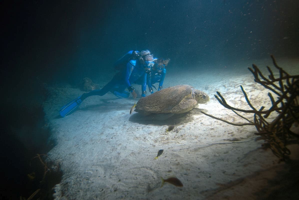 Le meraviglie del mare