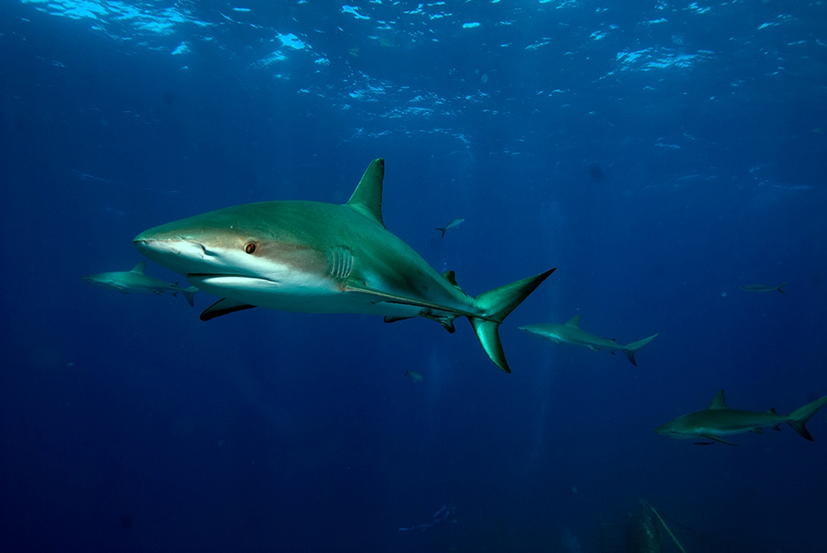 Le meraviglie del mare