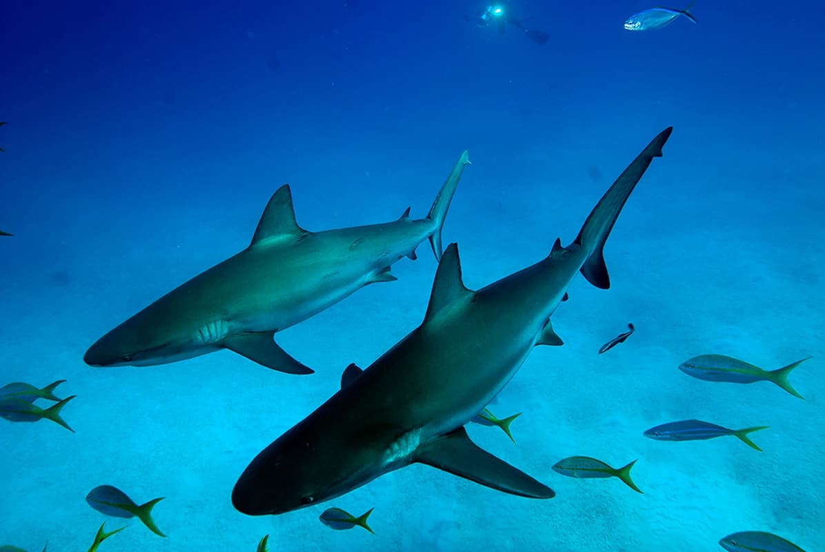 Le meraviglie del mare