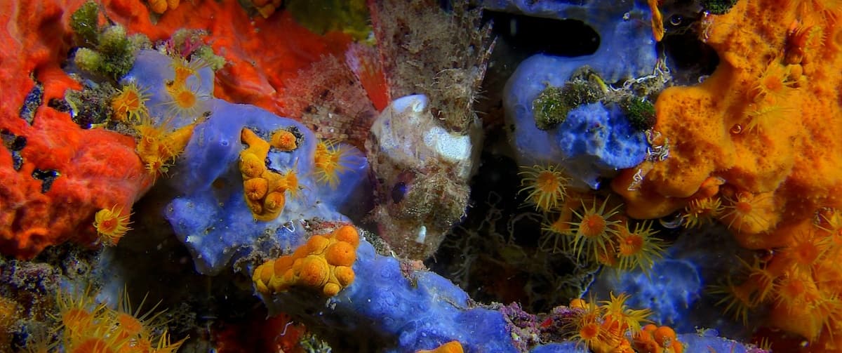 Le meraviglie del mare