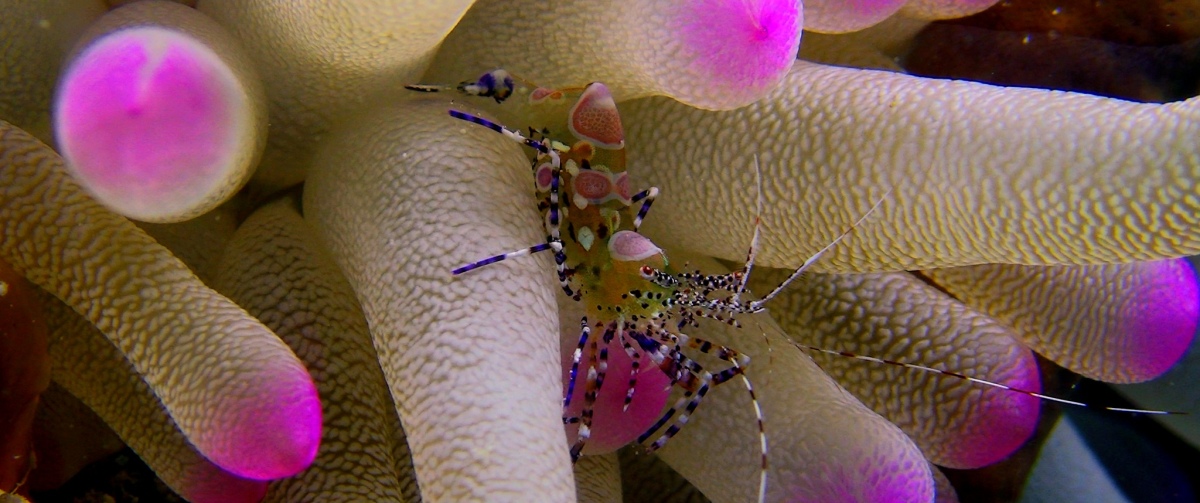 Le meraviglie del mare