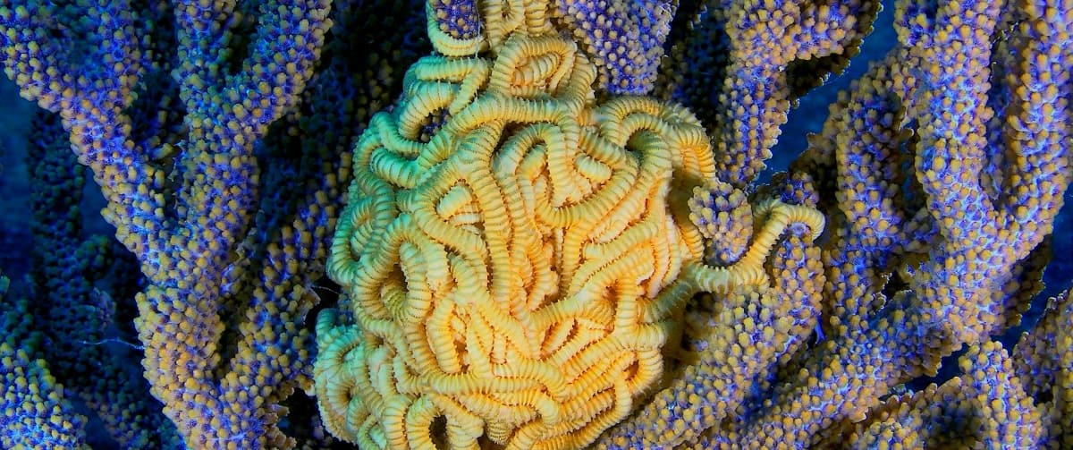 Le meraviglie del mare
