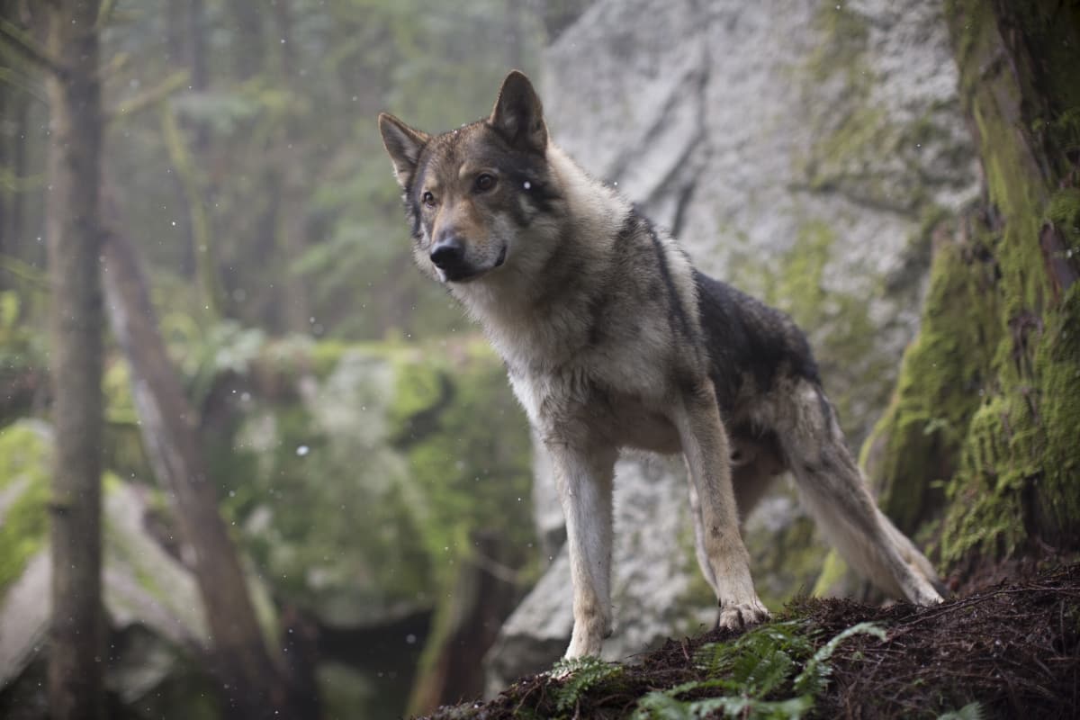 Alpha: un'amicizia forte come la vita