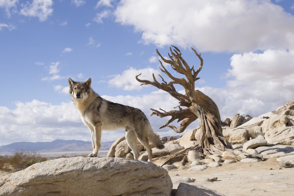 Alpha: un'amicizia forte come la vita