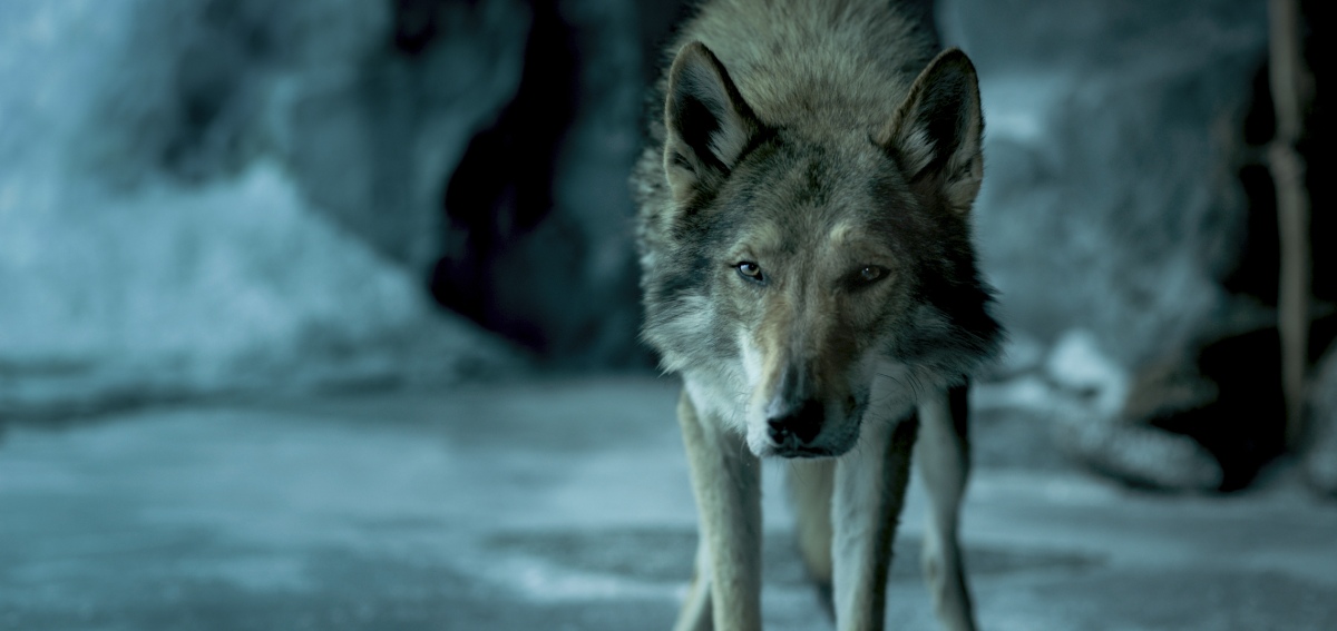 Alpha: un'amicizia forte come la vita