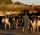 Petit paysan Foto 9