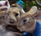 Peter Rabbit 2: Un birbante in fuga Foto 7